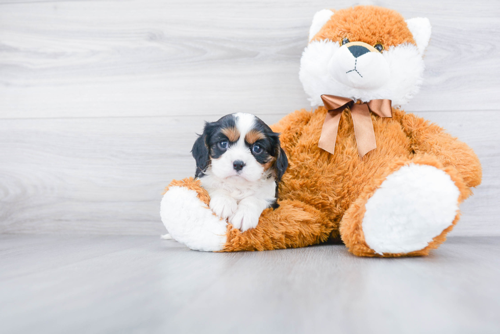 Akc Registered Cavalier King Charles Spaniel Purebred Pup