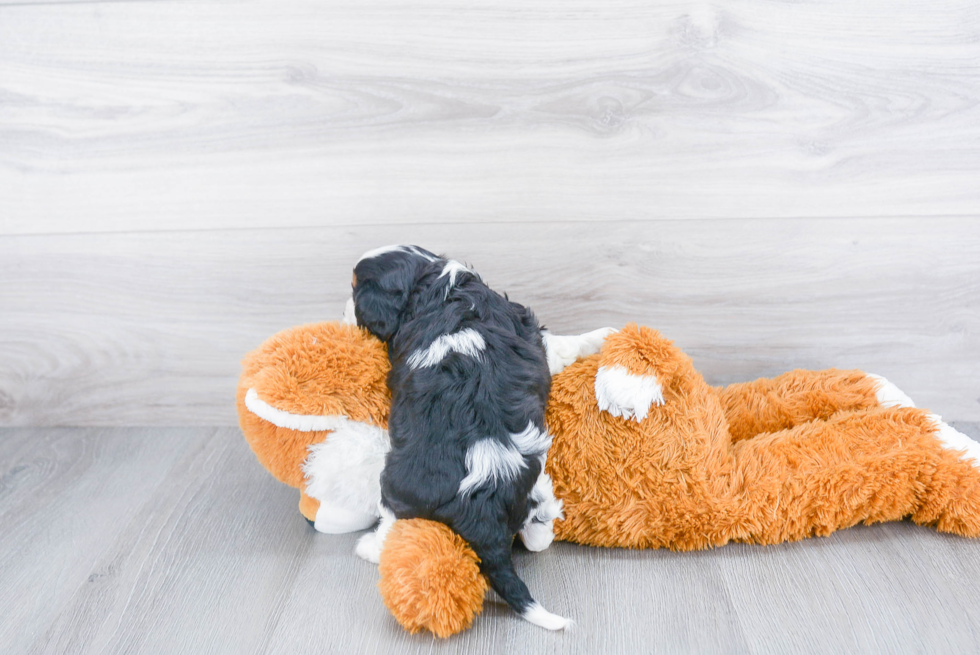 Adorable Cavalier King Charles Spaniel Purebred Puppy