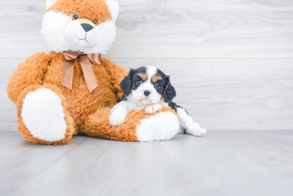 Cavalier King Charles Spaniel Puppy for Adoption