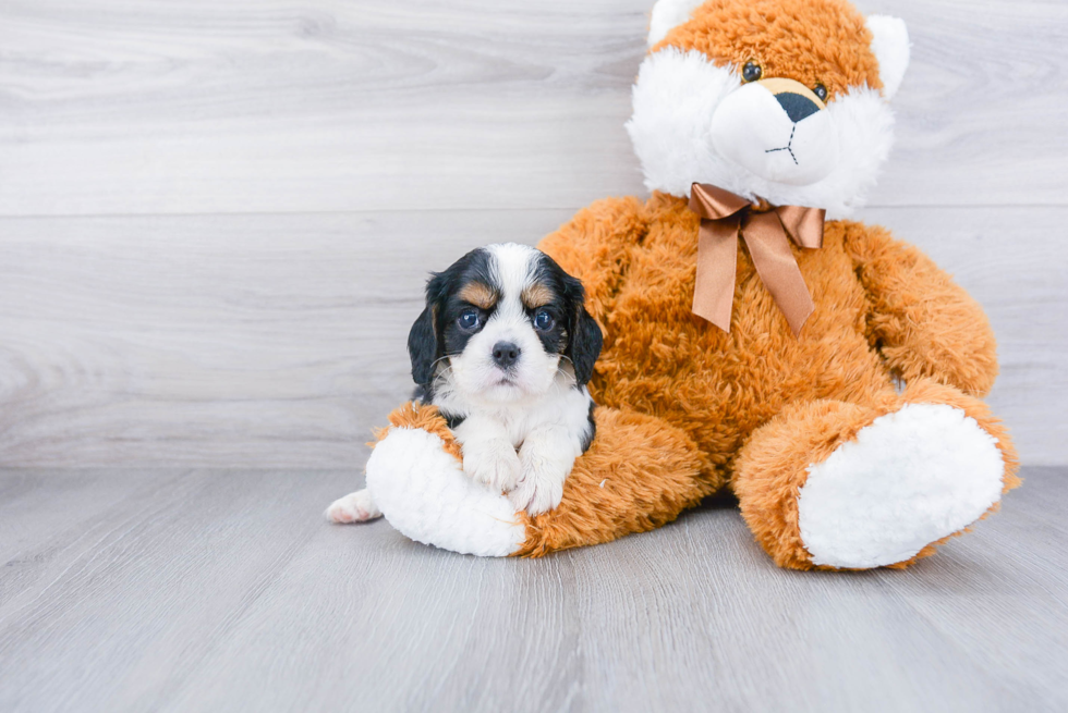 Best Cavalier King Charles Spaniel Baby