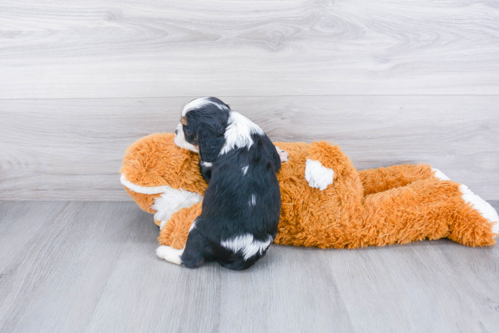 Cavalier King Charles Spaniel Puppy for Adoption