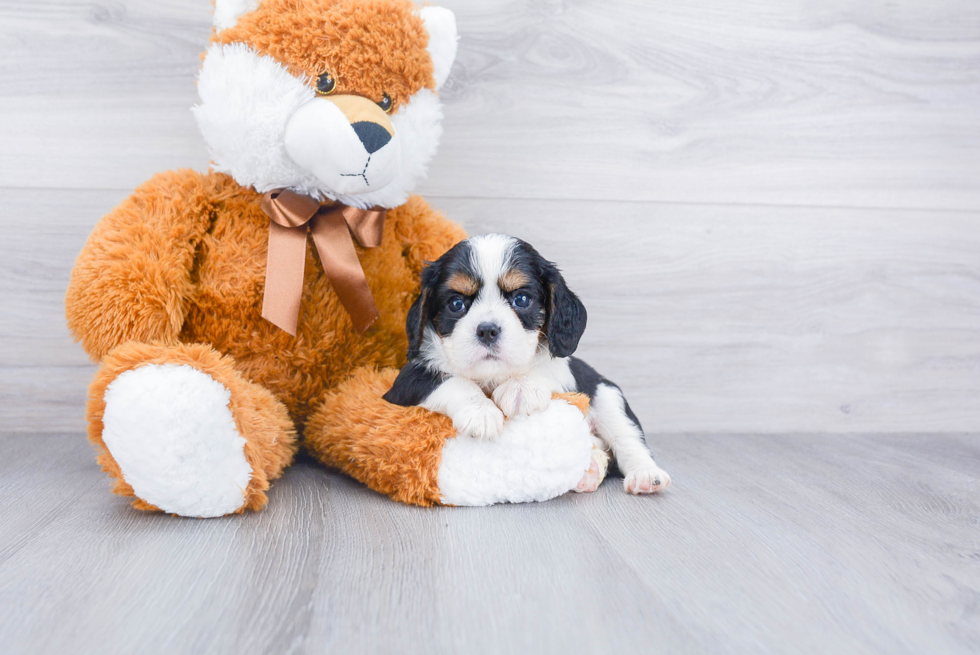 Cavalier King Charles Spaniel Pup Being Cute