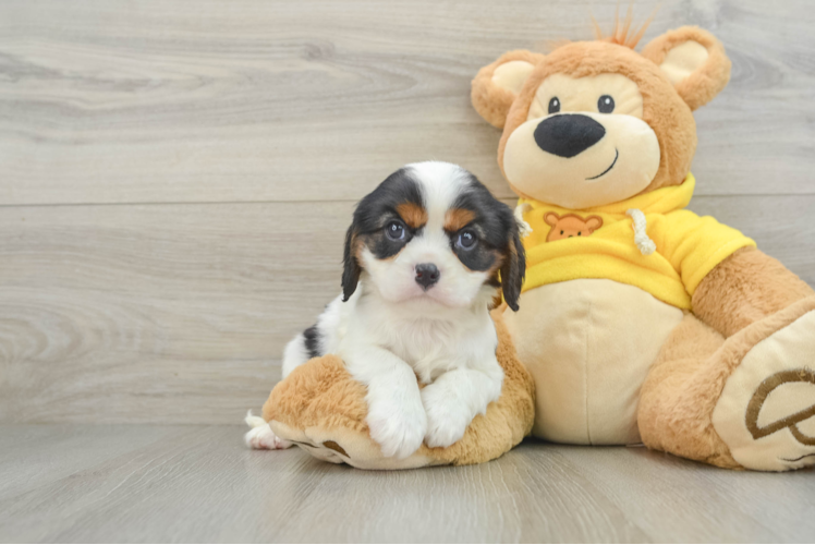 Best Cavalier King Charles Spaniel Baby