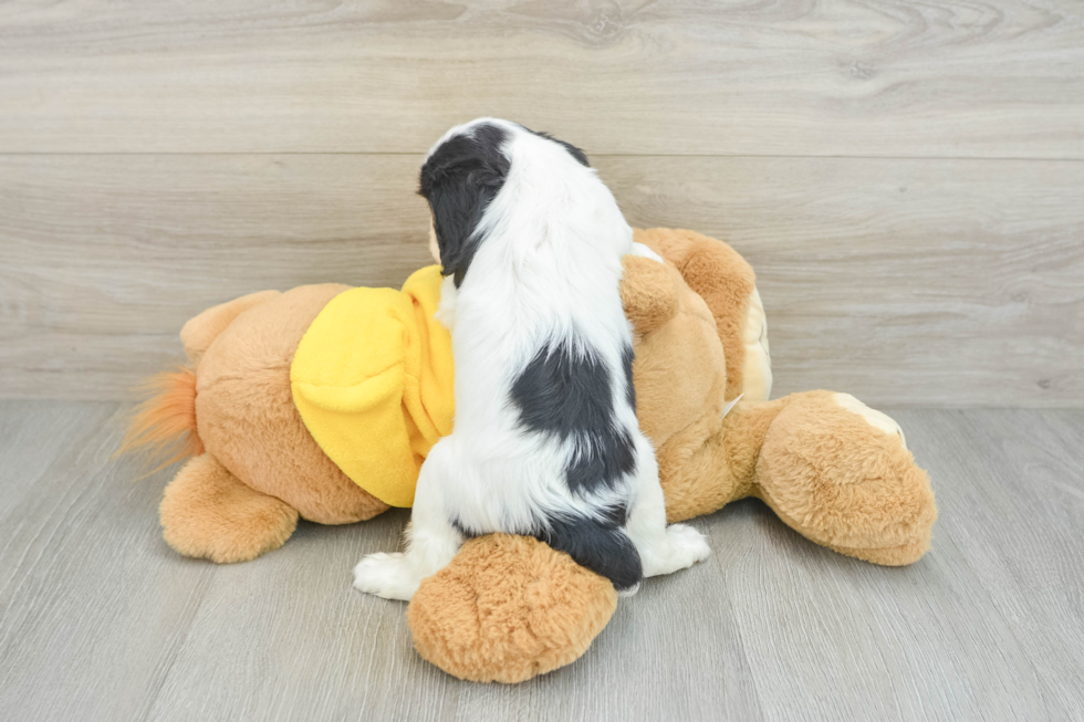 Hypoallergenic Cavalier King Charles Spaniel Baby