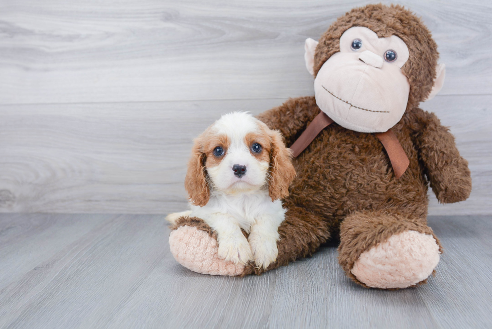 Small Cavalier King Charles Spaniel Purebred Pup