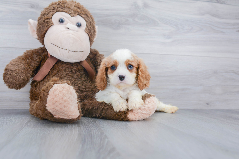 Hypoallergenic Cavalier King Charles Spaniel Purebred Pup