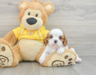 5 week old Cavalier King Charles Spaniel Puppy For Sale - Premier Pups