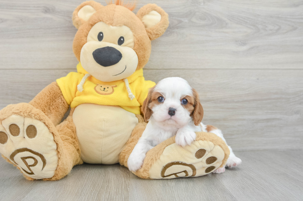 6 week old Cavalier King Charles Spaniel Puppy For Sale - Premier Pups