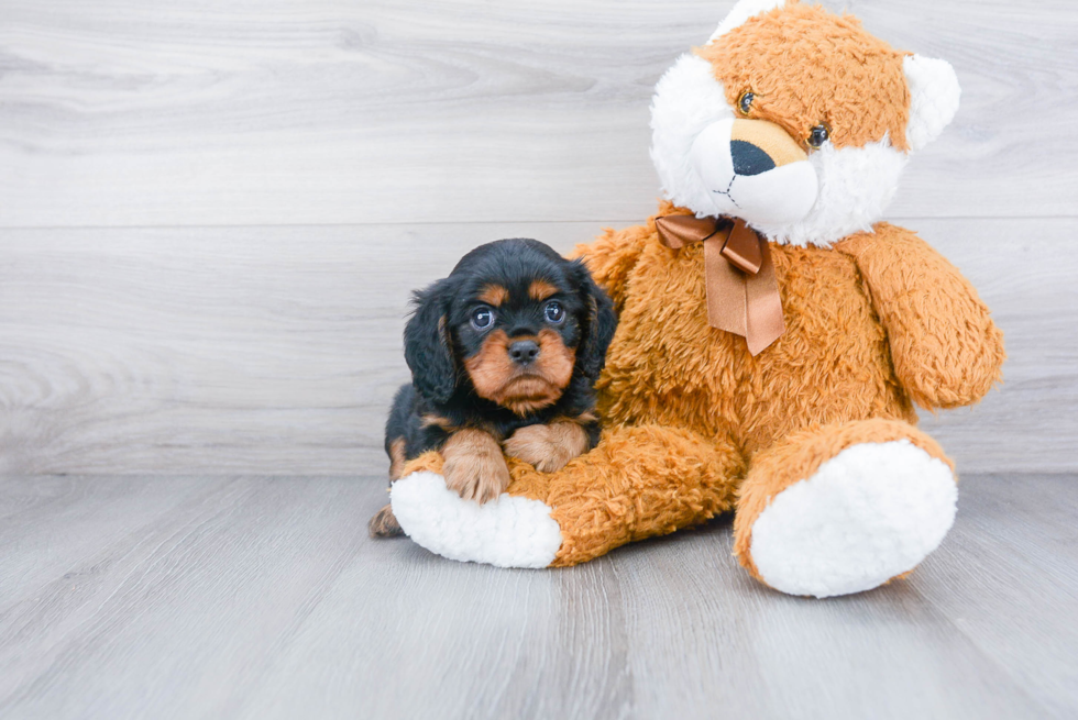 Akc Registered Cavalier King Charles Spaniel Baby