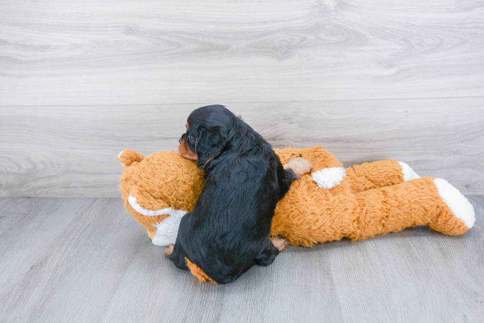 Cavalier King Charles Spaniel Puppy for Adoption