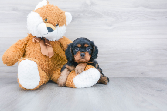 Cavalier King Charles Spaniel Pup Being Cute