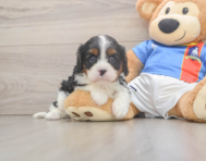 5 week old Cavalier King Charles Spaniel Puppy For Sale - Premier Pups