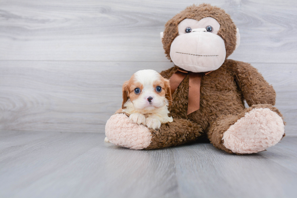 Playful Cavalier King Charles Spaniel Baby