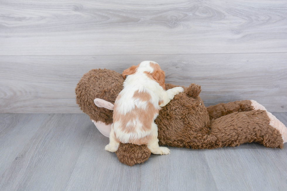 Playful Cavalier King Charles Spaniel Purebred Pup