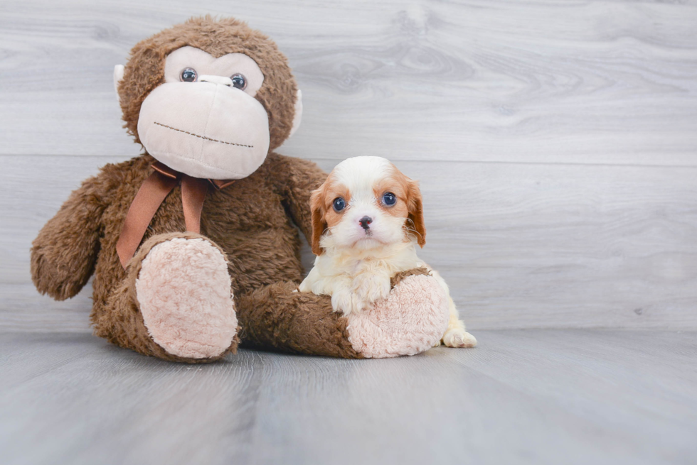 Funny Cavalier King Charles Spaniel Baby