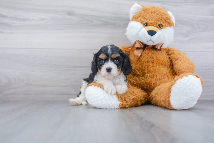 Happy Cavalier King Charles Spaniel Purebred Puppy