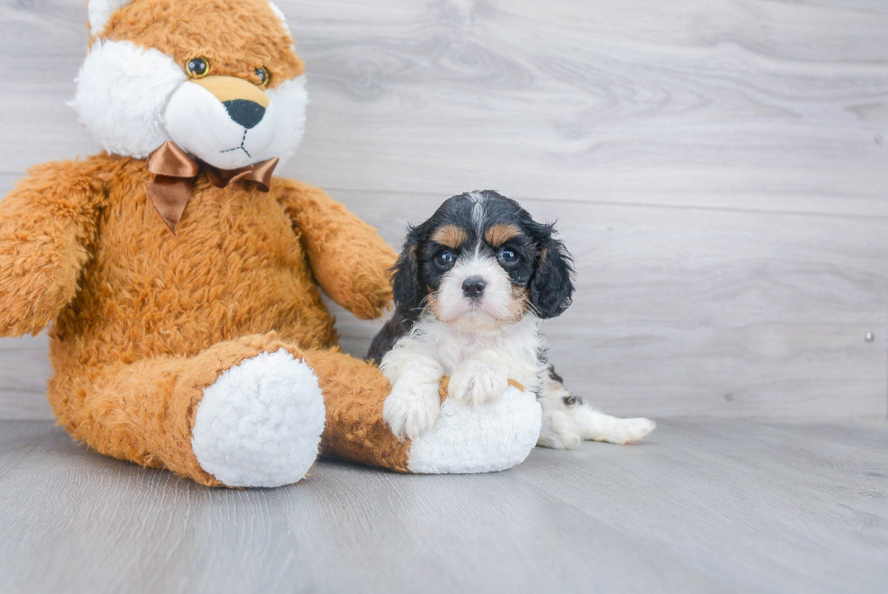 Cavalier King Charles Spaniel Pup Being Cute