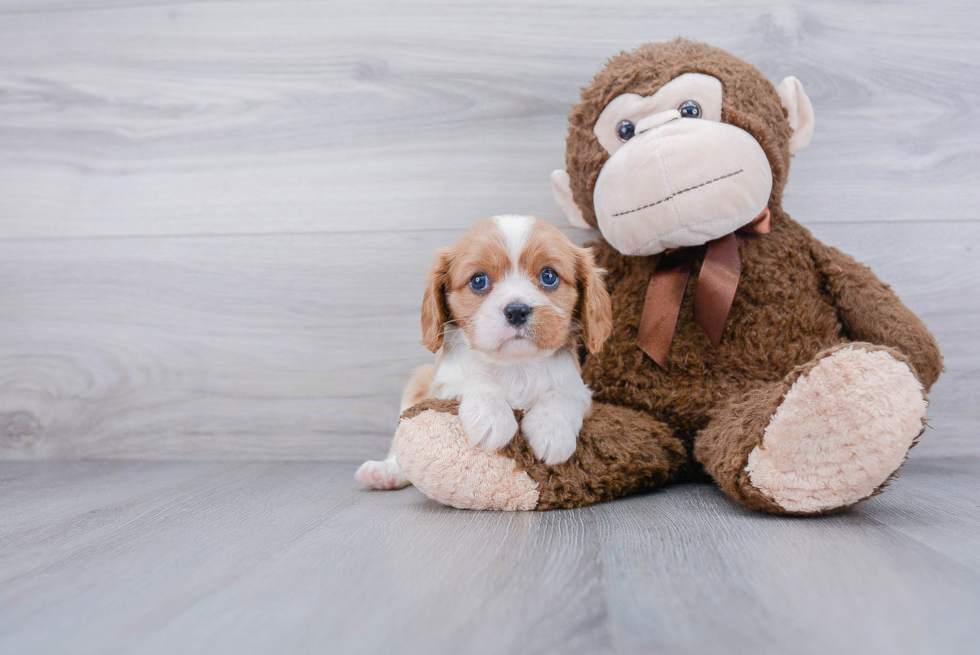 Cute Cavalier King Charles Spaniel Purebred Puppy