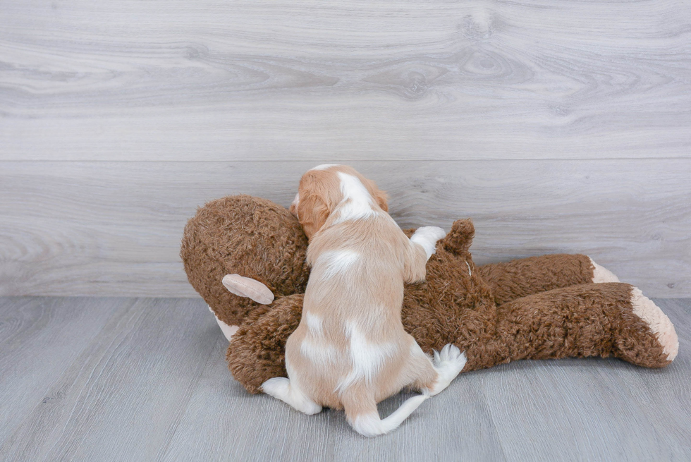 Energetic Cavalier King Charles Spaniel Purebred Puppy