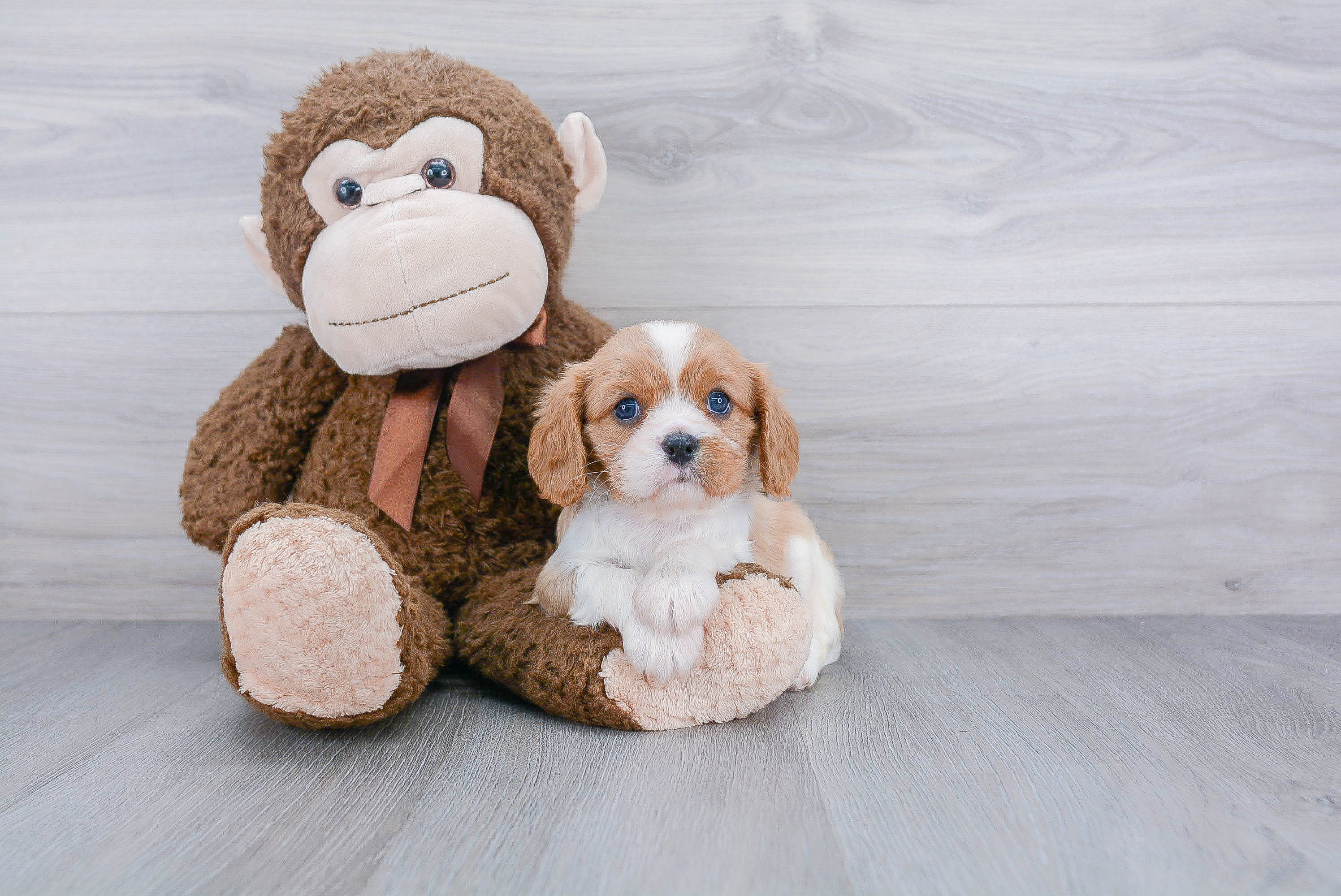 Petite Cavalier King Charles Spaniel Purebred Puppy