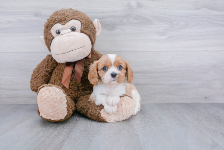 Petite Cavalier King Charles Spaniel Purebred Puppy