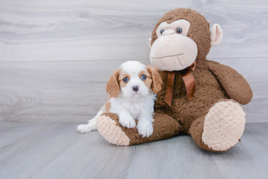 Energetic Cavalier King Charles Spaniel Purebred Puppy