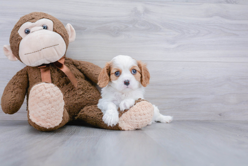 Cute Cavalier King Charles Spaniel Purebred Puppy