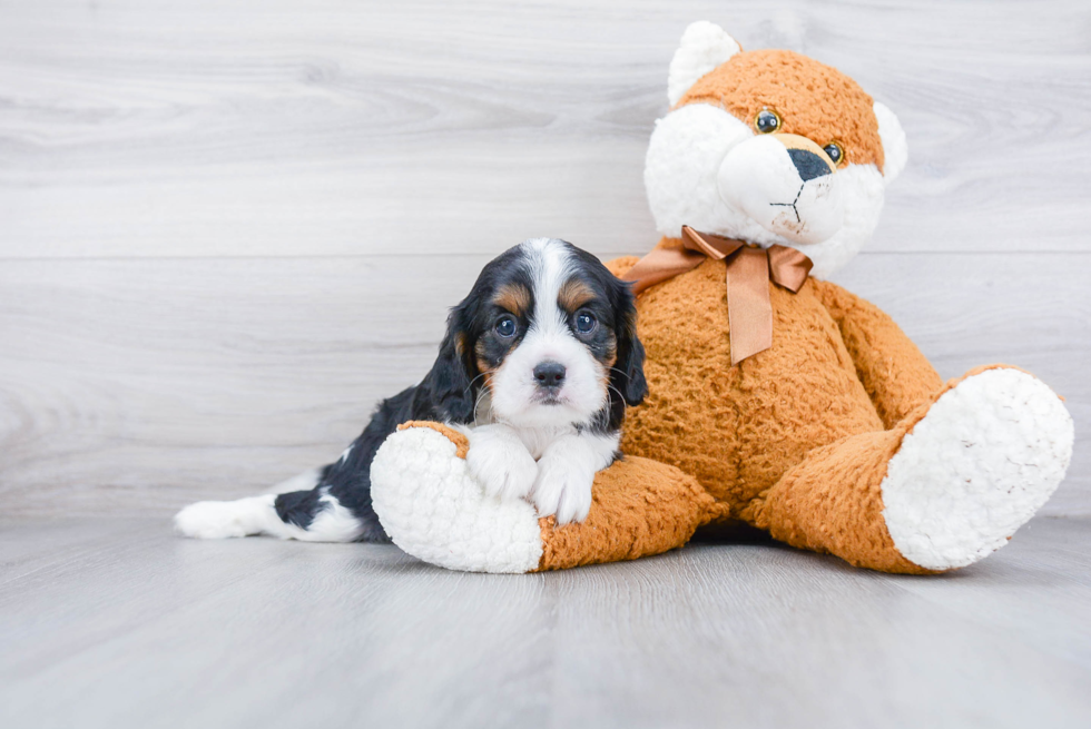 Hypoallergenic Cavalier King Charles Spaniel Baby