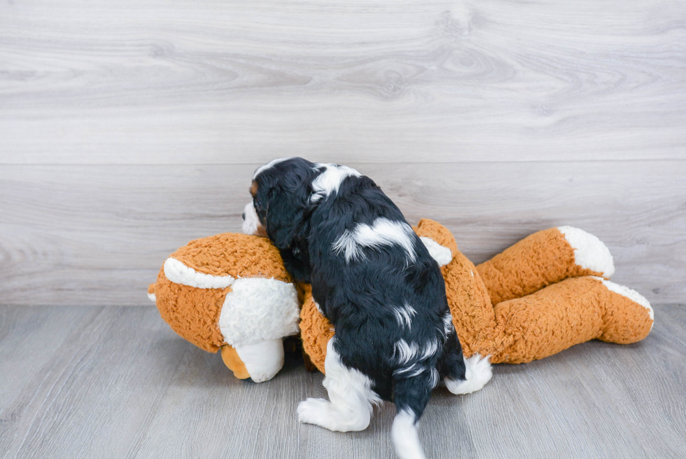 Best Cavalier King Charles Spaniel Baby