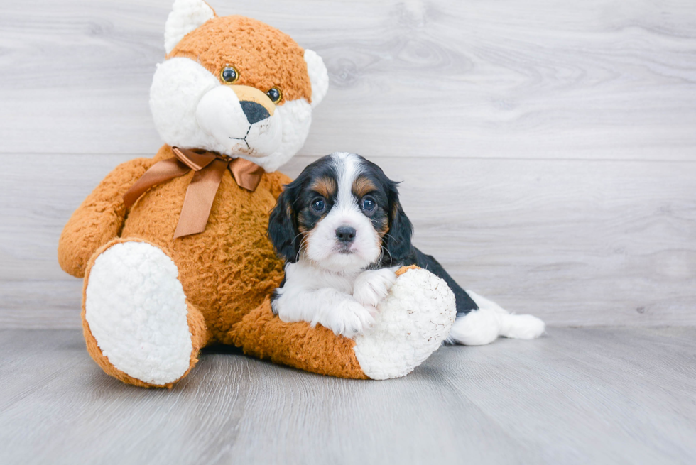 Adorable Cavalier King Charles Spaniel Purebred Puppy