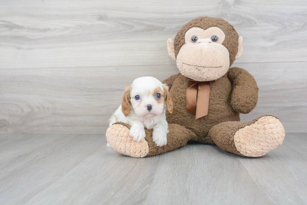 Cavalier King Charles Spaniel Puppy for Adoption