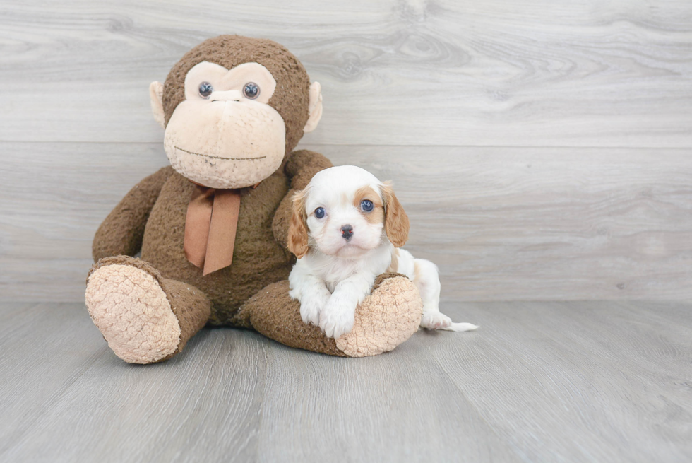 Hypoallergenic Cavalier King Charles Spaniel Baby