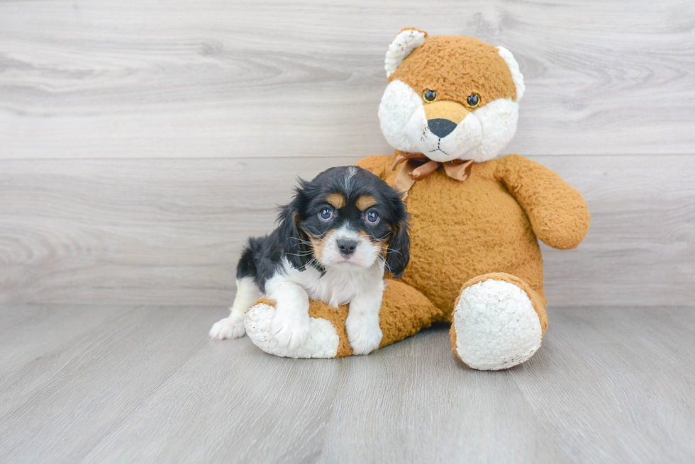 Cavalier King Charles Spaniel Pup Being Cute