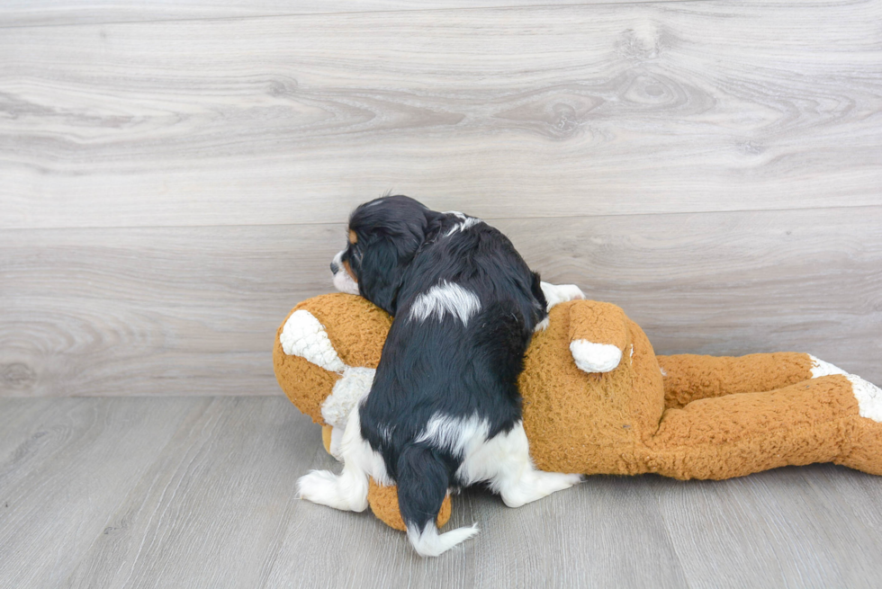 Best Cavalier King Charles Spaniel Baby