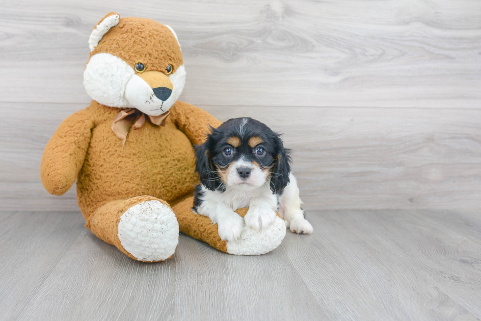 Cavalier King Charles Spaniel Pup Being Cute