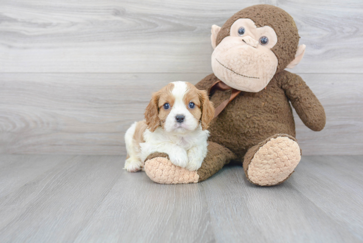 Petite Cavalier King Charles Spaniel Purebred Puppy