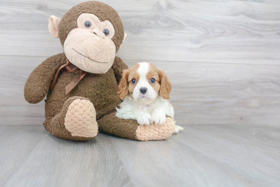 Best Cavalier King Charles Spaniel Baby