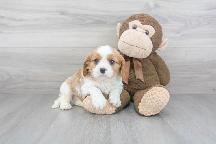 Cavalier King Charles Spaniel Pup Being Cute