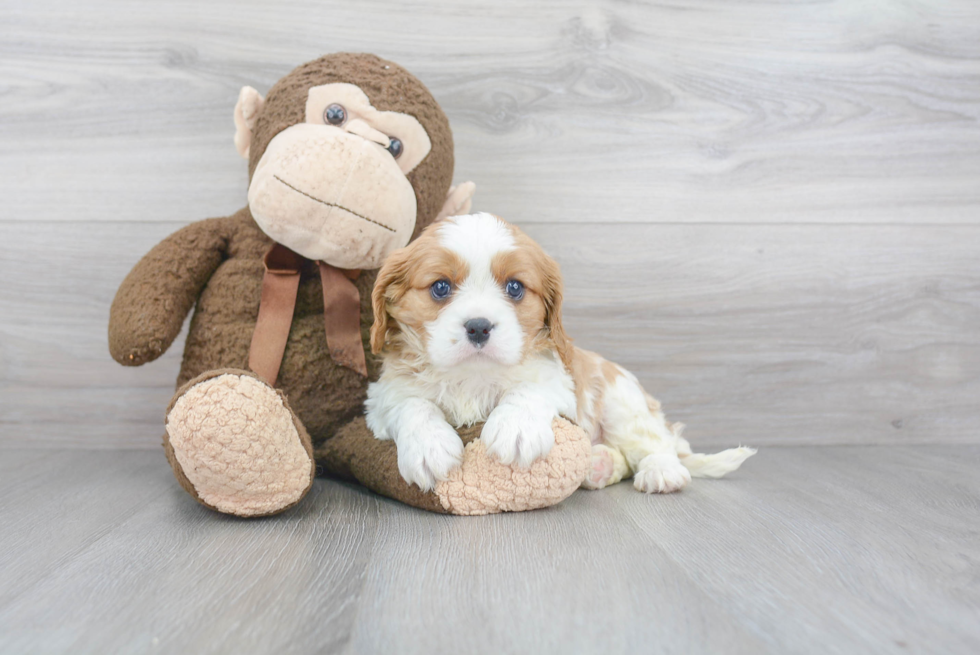 Playful Cavalier King Charles Spaniel Purebred Pup