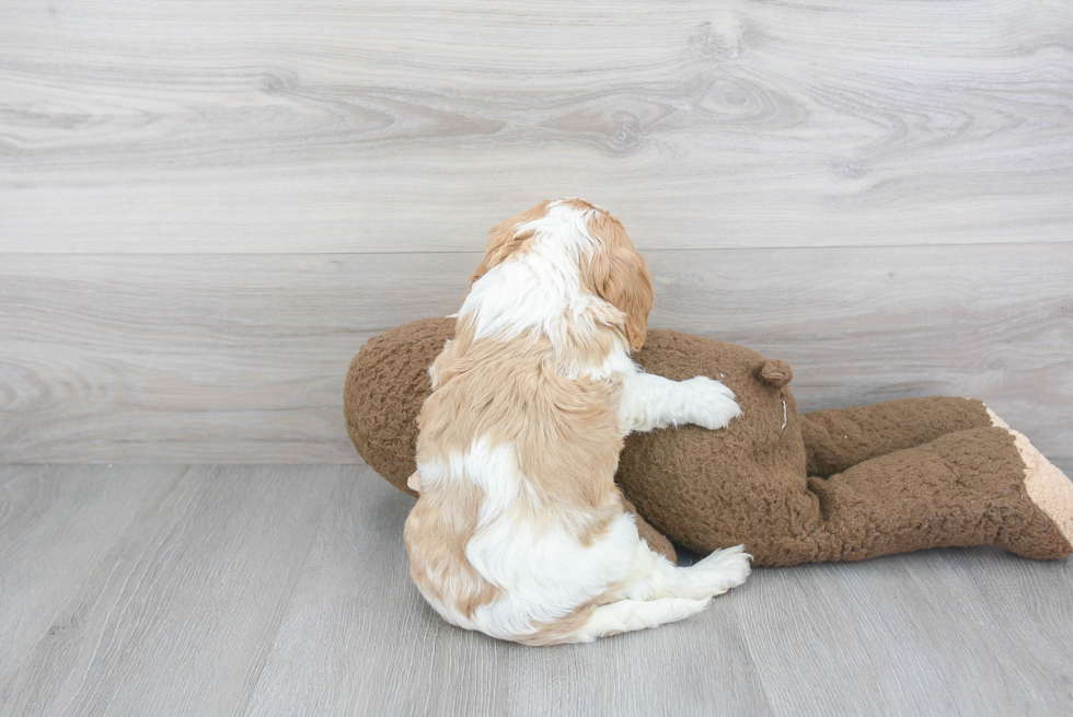 Energetic Cavalier King Charles Spaniel Purebred Puppy