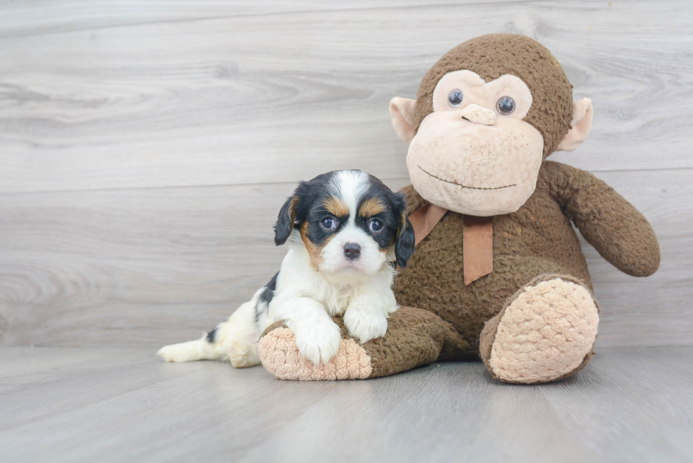 Hypoallergenic Cavalier King Charles Spaniel Purebred Pup