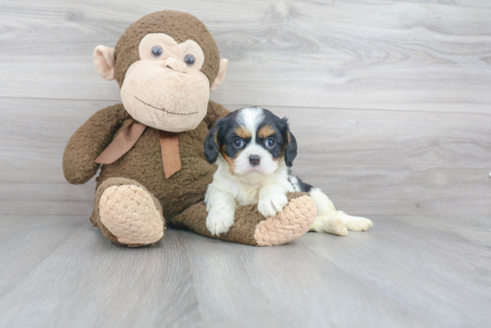 Popular Cavalier King Charles Spaniel Baby