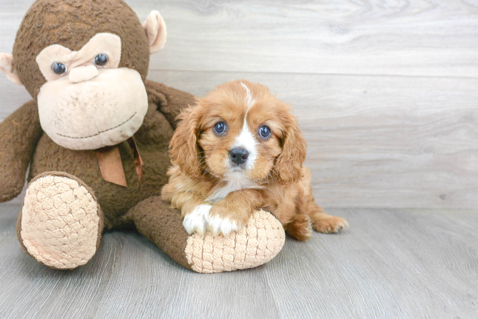 Funny Cavalier King Charles Spaniel Purebred Pup