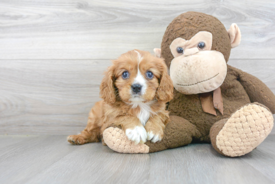 Best Cavalier King Charles Spaniel Baby