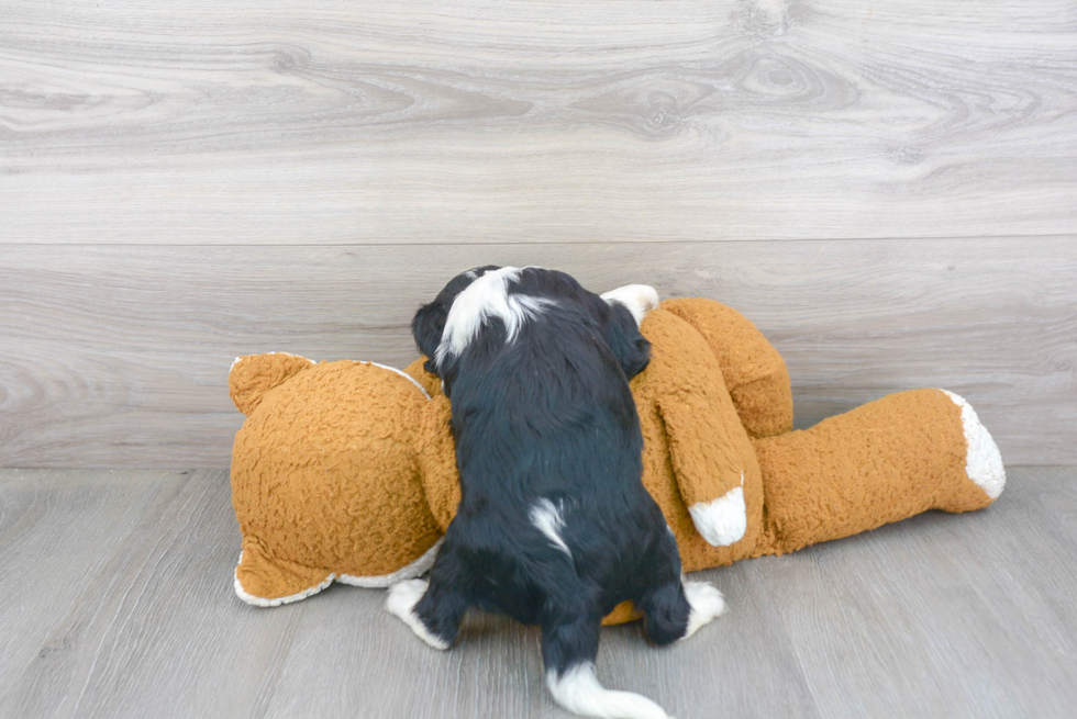 Funny Cavalier King Charles Spaniel Purebred Pup