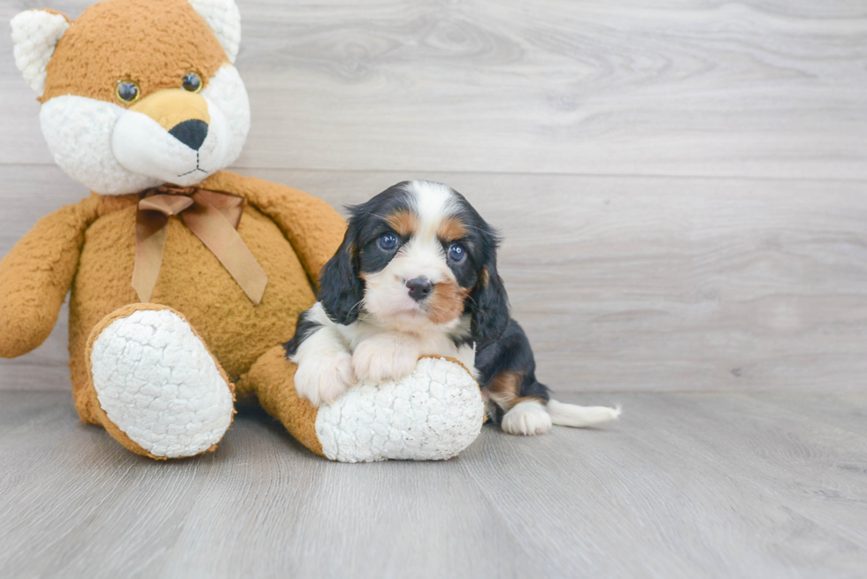 Best Cavalier King Charles Spaniel Baby