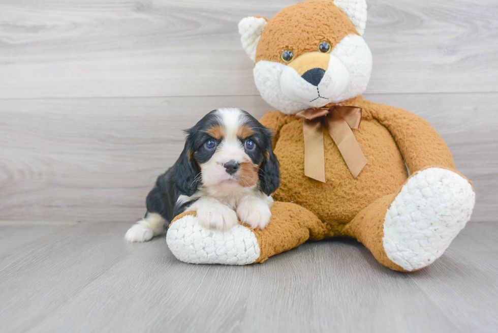 Friendly Cavalier King Charles Spaniel Baby