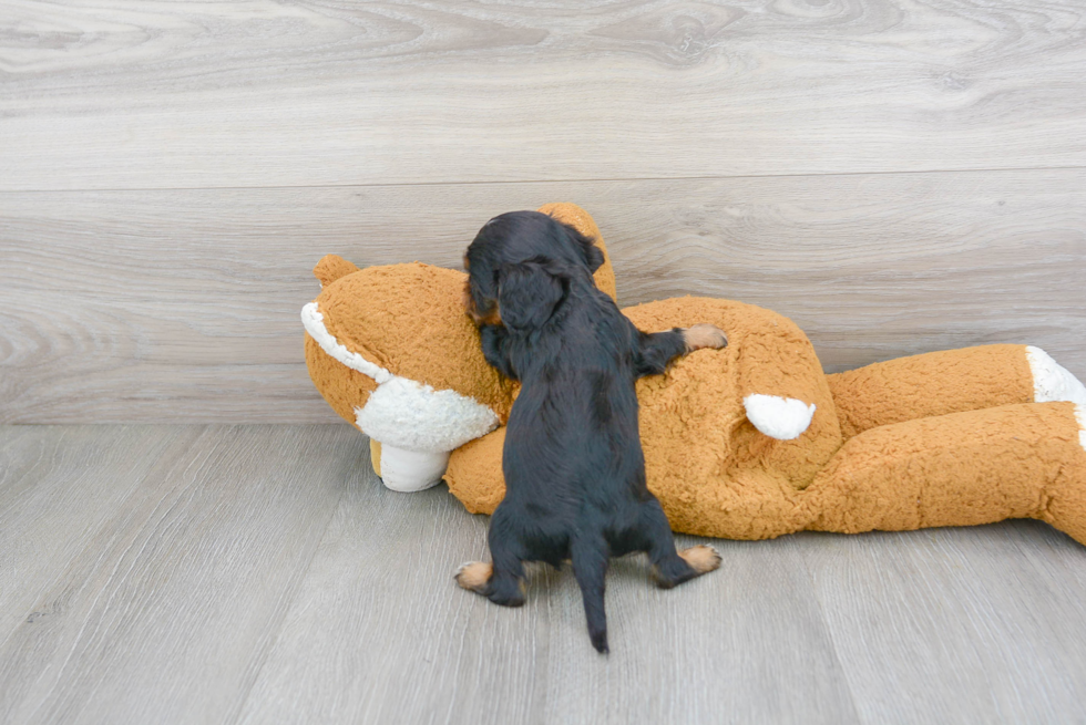 Hypoallergenic Cavalier King Charles Spaniel Baby