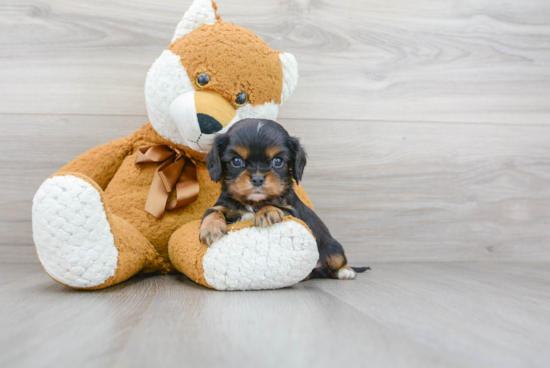 Cavalier King Charles Spaniel Puppy for Adoption