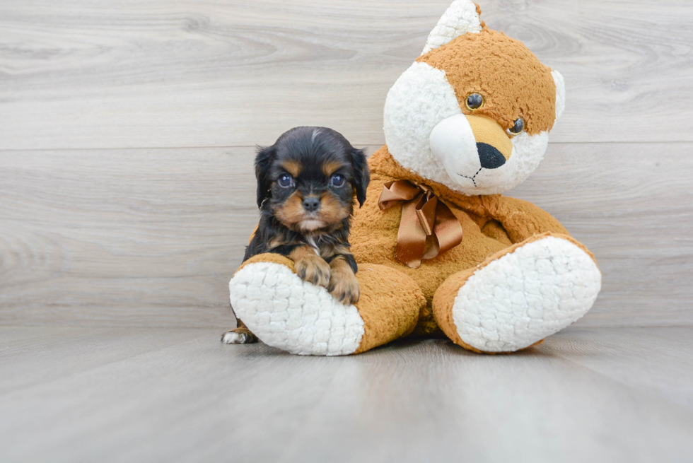 Cavalier King Charles Spaniel Puppy for Adoption